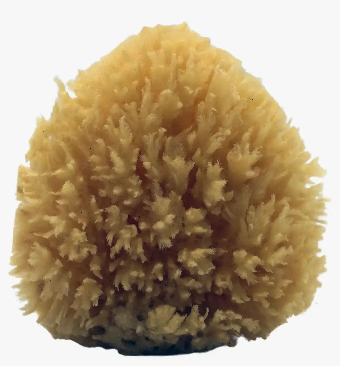 AllNatural Dead Sea Sponge